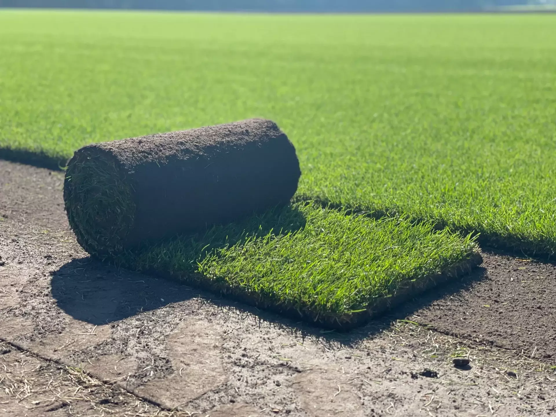 Graszoden in Drenthe gekweekt